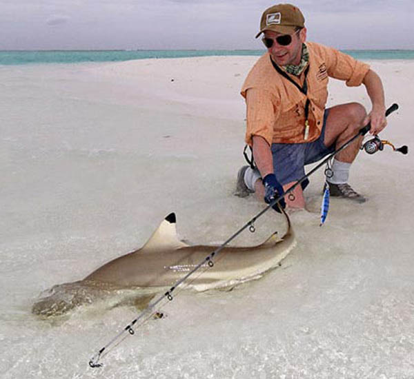 Popperfischen auf Blacktip Shark